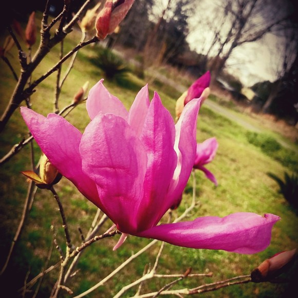 Meet your Posher, NaNa - Picture 1 of 1